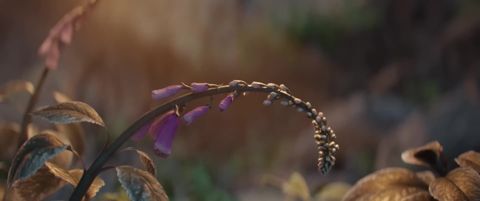 Spring - Blender Open Movie, 06:15